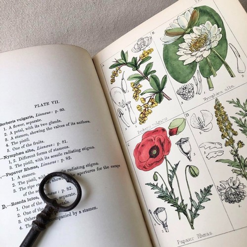 Antique 1867 Hand-Colored Botanical Illustrations Guide - Rare Victorian Plants - Picture 8 of 20