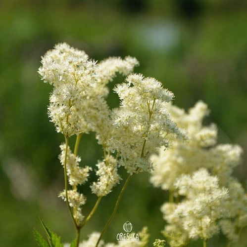Meadowsweet 100+ fresh seeds, Filipendula Ulmaria, medicinal herb seeds - Picture 8 of 9