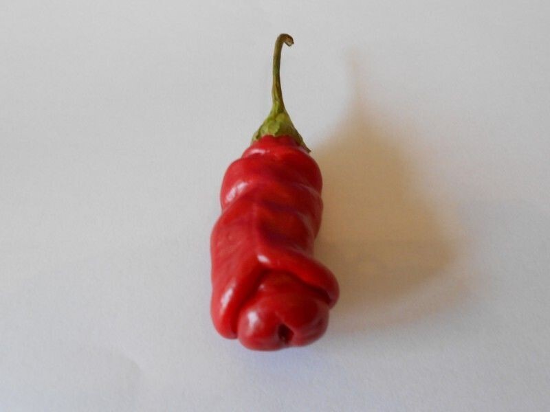 Penis-Chilli Zimmer palmen immergrüne Bodendecker jetzt pflanzen Set Samen