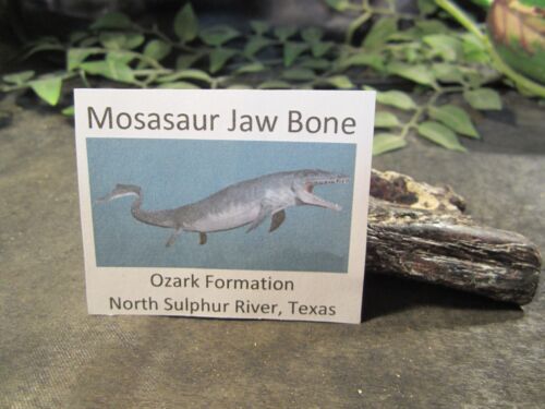 Mosasaur Jawbone Piece, North Sulphur River, Texas