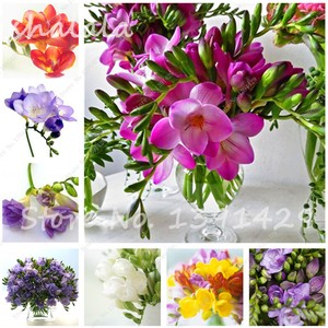 150PCS Color Mixing Freesia Hybrida Seeds Indoor Potted Flowers ... 150PCS Color Mixing Freesia Hybrida Seeds Indoor Potted Flowers ...
