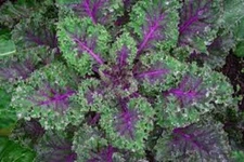 Premium Red Russian Kale - Fresh Organic Heirloom Seeds - Very Tender and Mild!
