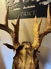 Huge 142 Inch 13 Point Whitetail Antlers On The Skull For Sale