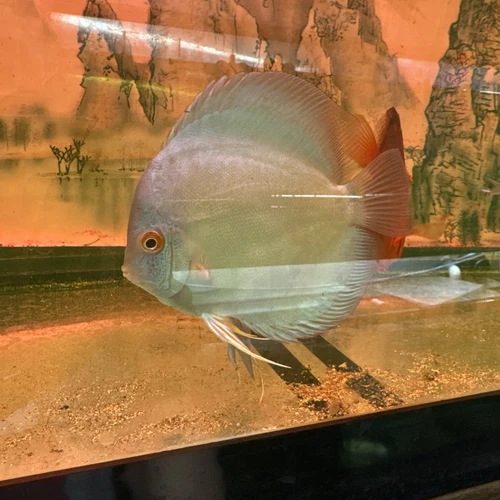 Blue Diamond  Discus 4.5 Inch Tropical Live Fish