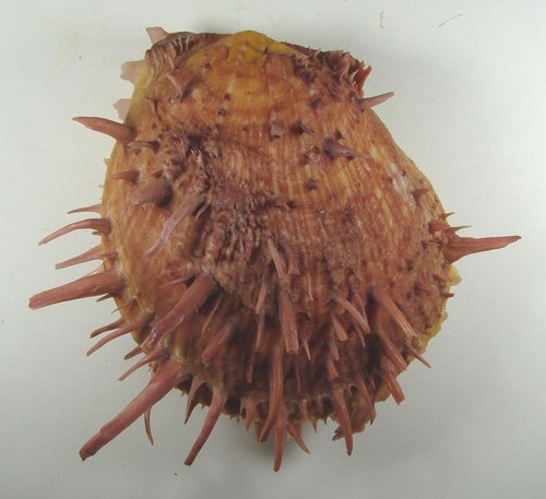 SPONDYLUS AMERICANUS 116mm SUPER CHOICE XL SPECIMEN Espirito Santo, Brazil - Picture 1 of 2