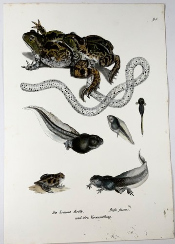 1833 Toad, tadpoles, amphibians, Schinz, hand colored lithograph - Picture 2 of 4