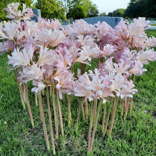 Surprise Lily Bulbs Or Naked Ladies (8) Freshly Dug - Picture 3 of 3