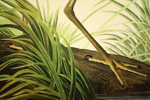 John James Audubon "Great Blue Heron" Lithograph Signed ED1000 M. Bernard Loates - Picture 6 of 10