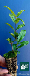 Punica Granatum Cv /"Parfianka/" Alveolino Granada de Fruta Ligeras