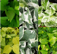 20 Cuttings 4type Marble Queen Snow Golden Green Neon Pothos Live Plant 20 Cuttings 4type Marble Queen Snow Golden Green Neon Pothos Live Plant