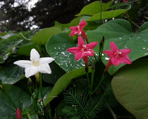 30+Tri Color Mix Cypress Hummingbird Vine Seeds(Cardinal Climber)Red,White,Pink. - Picture 9 of 12