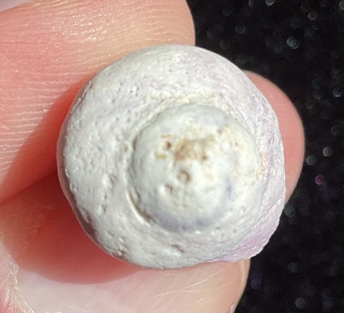 Gastropod Land Snail SeaShell Calcified Purple Shell Private Collection 22mm - Picture 9 of 12