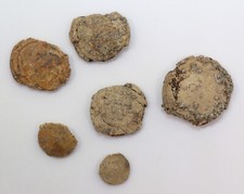 Foraminiferen, Nummulites laevigatus, Terti&#228;r, Eoz&#228;n, White Cliff Bay, UK -f926