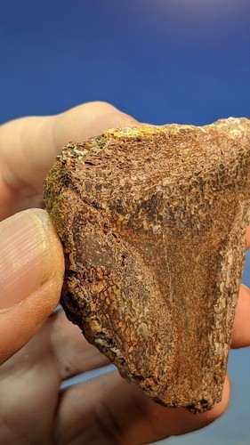 Jurassic Pliosaurus Bone. Abingdon UK. Polished. 60 x 50mm. As Shown. - Picture 10 of 13