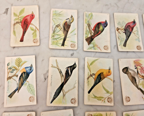 1922 Useful Birds of America Cards 3rd Series Complete Set of 30 Arm & Hammer - Picture 2 of 16