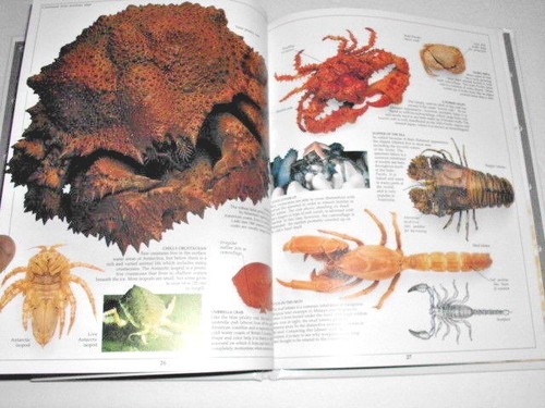 EYEWITNESS BOOKS : SHELL - Imagen 4 de 12