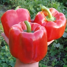 100 Heirloom Quadrata D'Asti Rosso Bell Pepper Seeds - Gigantic 6"-7" Inch Bell