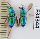 F34344. Insects, Hymenoptera sp. Vietnam North. 1900m