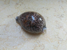 Foto 8 di 13