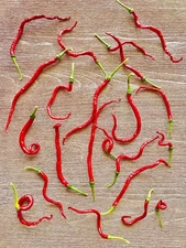 Thunder Mountain Longhorn Pepper Seeds - Non-GMO Organic Mild Pepper