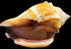 Group of 4 Genuine Florida Fighting Conch Shells    2.75" - 3" — photo 10