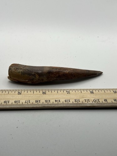 Spinosaurus 4,5" ZAHN Zähne Dinosaurier Fossil vor T Rex Kreidezeit CS 390 - Bild 2 von 5
