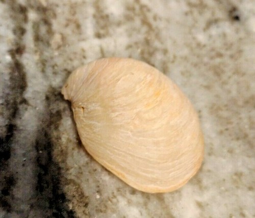 Atlantic Slipper Shell Craft Beach Island of Palms SC 32.784150, -79.78862 - Bild 7 von 7