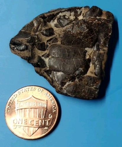 Autographed Book+ Fossil Crab from Galveston Island, Texas - Picture 4 of 4