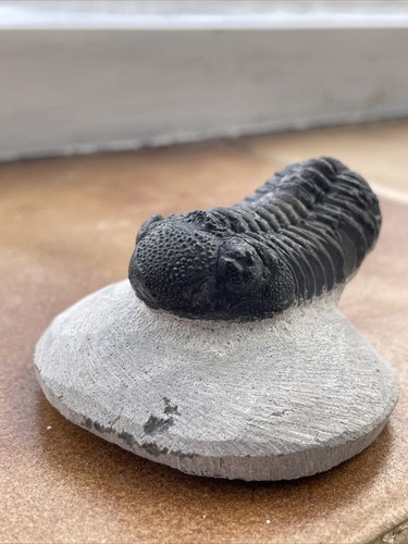 Trilobite Phacops Middle Devonian Very Nice Trilobite - Picture 11 of 12