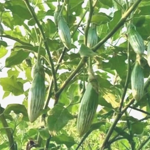 THAI RUGBY EGG PLANTS FOR 150 SEED shipping TRACKING EPACKET eBay