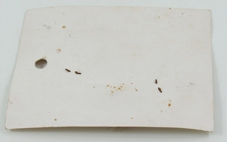 复古 Pflueger Cow Dung 理想的低音飞杆 Lure On Card Flyrod — 第 3/3 张图片