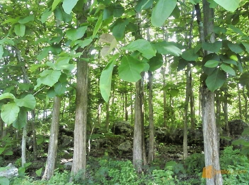 100+ Superior Teak Tree Seedss (Tectona grandis) Premium Quality Fast Growing - Picture 7 of 11