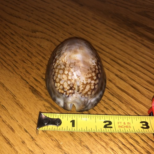 Cypraea Mauritiana Hawaiian Humpback Cowrie Seashell 3” - Picture 2 of 7