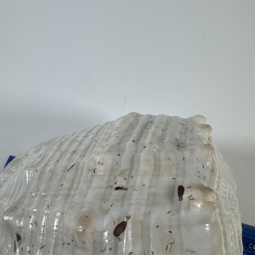 Giant Helmet CONCH Large Horned 9.5” Sea Shell Rare Vintage Amber Ivory - Picture 10 of 19
