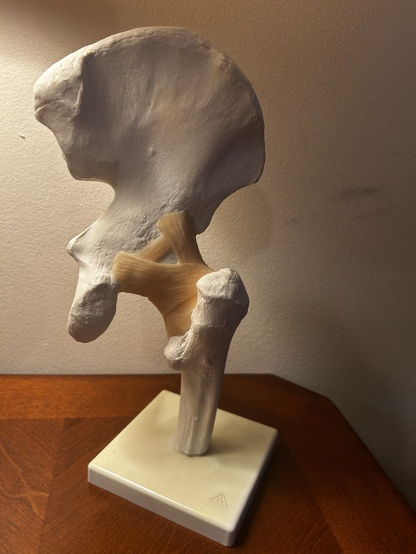 Functional Hip Joint Model w Ligaments Anatomical Model - Pelvis & Femur SOMSO ?