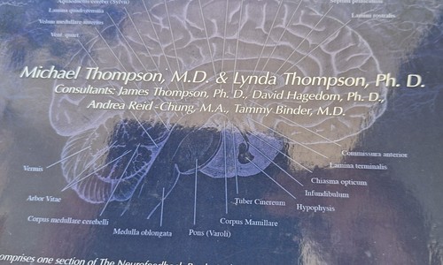 SIGNED COPY of Functional Neuroanatomy (2nd Edition) - LPB - Free Aust 🚚 - Picture 7 of 11