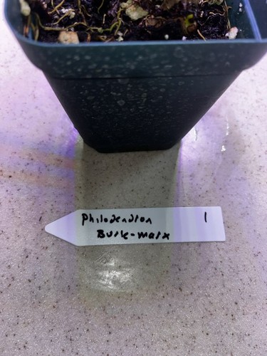 Live Plant (Philodendron Burle Marxii) 1x Live Plant In 4 Inch Pot - Picture 6 of 7