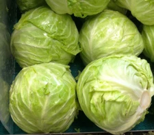 175 SEEDS - cabbage DANISH BALLHEAD 10 lb HEADS GroCo USA -  BUY 15-SHIPS FREE