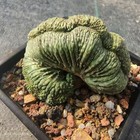 Rare Cacti Euphorbia obesa Hook. Cristata WYSIWYG Self rooted Boutique Decor