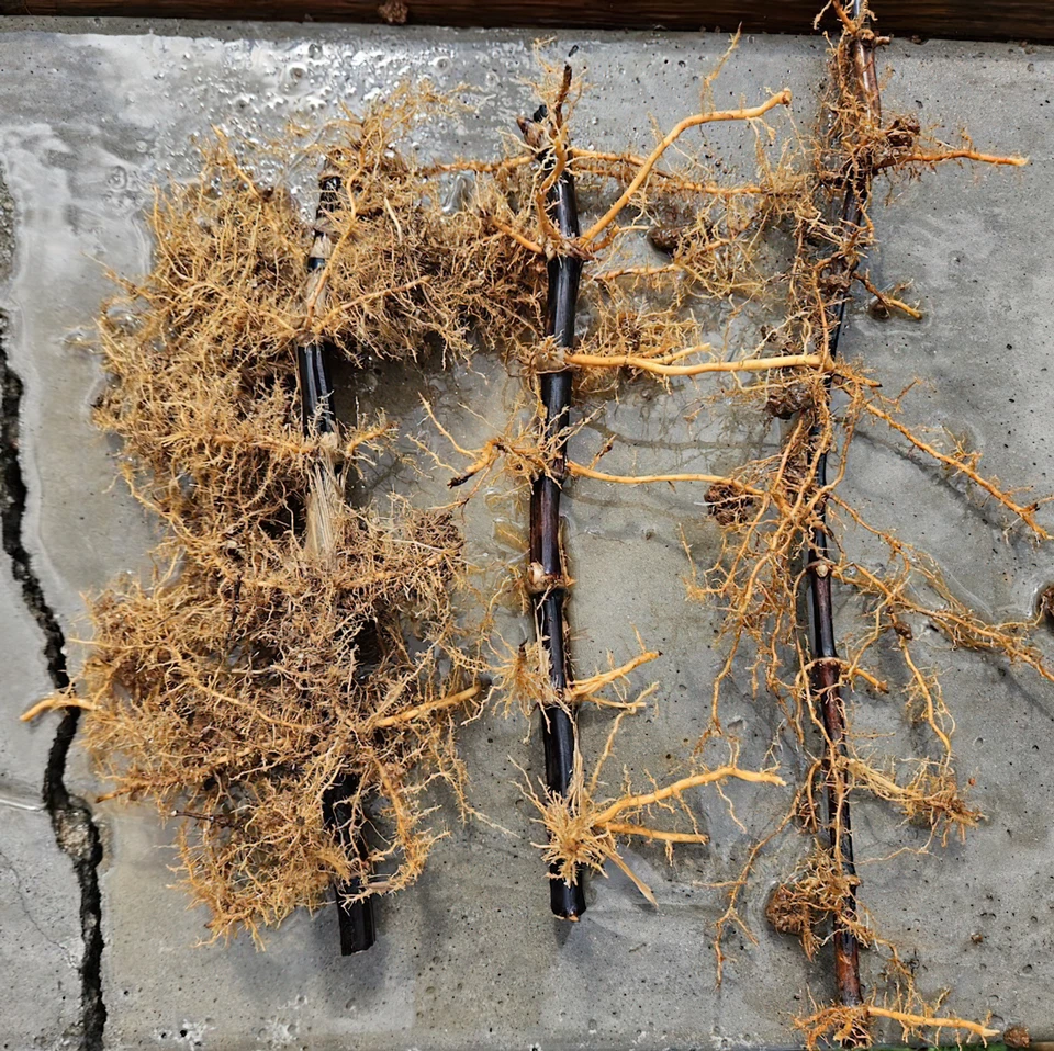 Paquete de 1-12 rizomas de bambú negro (Phyllostachys nigra), pantalla de privacidad de raíz desnuda Foto 2 de 4