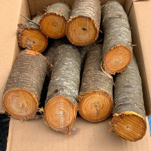 American plum wood for smoking meat. 10 lb box, large chunk, green cut 2/25