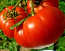 50 MORTGAGE Lifter TOMATO Seeds Organic Native Heirloom Vegetable Container Easy