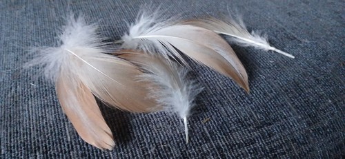 20 Duck Feathers, Craft, Fly Tying, Displays 5-7cm - Picture 2 of 3