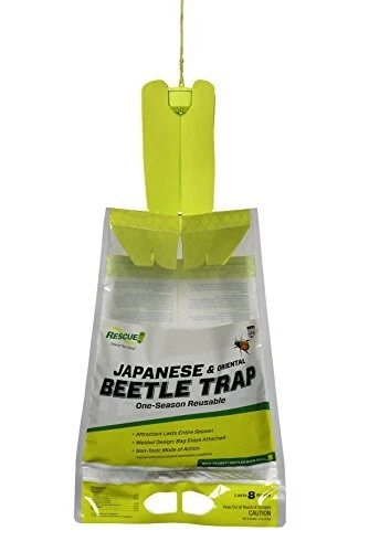 Beetle trap 2024