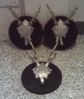 Metal Stag Head / Skull / Antlers Hooks/Hangers - Set of 3 - Mounted Modern Cool