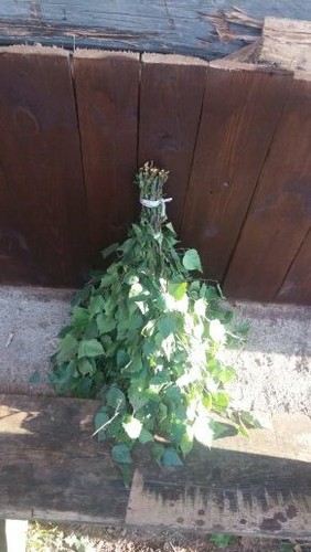 BIRCH ECO venik broom whisk SAUNA berjoza banja NEW SEASON 2025 FREE SHIPPING - Picture 5 of 10