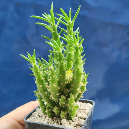 Austrocylindropuntia subulata (PROLIFERA) POT 6 CM On its own root!!! - Imagen 5 de 5