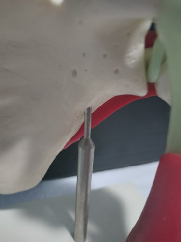 Vintage Human Anatomy Model Shoulder Science Teaching Resource Pharmacy Learning - Picture 9 of 9