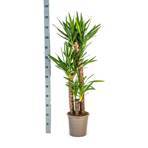 Yucca Elephantipes höhe ca 130cm - Ø24cm ↕Riesen-Palmlilie, Yucca-Palme - Bild 2 von 5