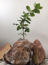 10xTruffle Trees (1 Hazel trees+1 Holm Oaks+8 English Oaks )